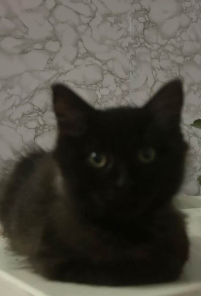 Adorable kittens are available 