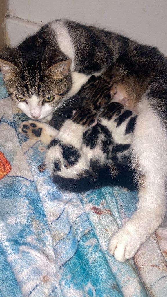 4 kittens available mum tabby cross dad bengal