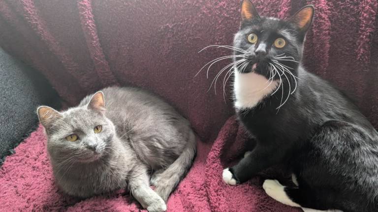 Lovely Cats - Simba , Luna . Looking for new home