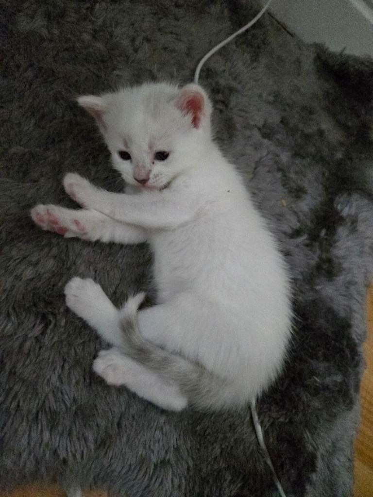 Cute kittens 