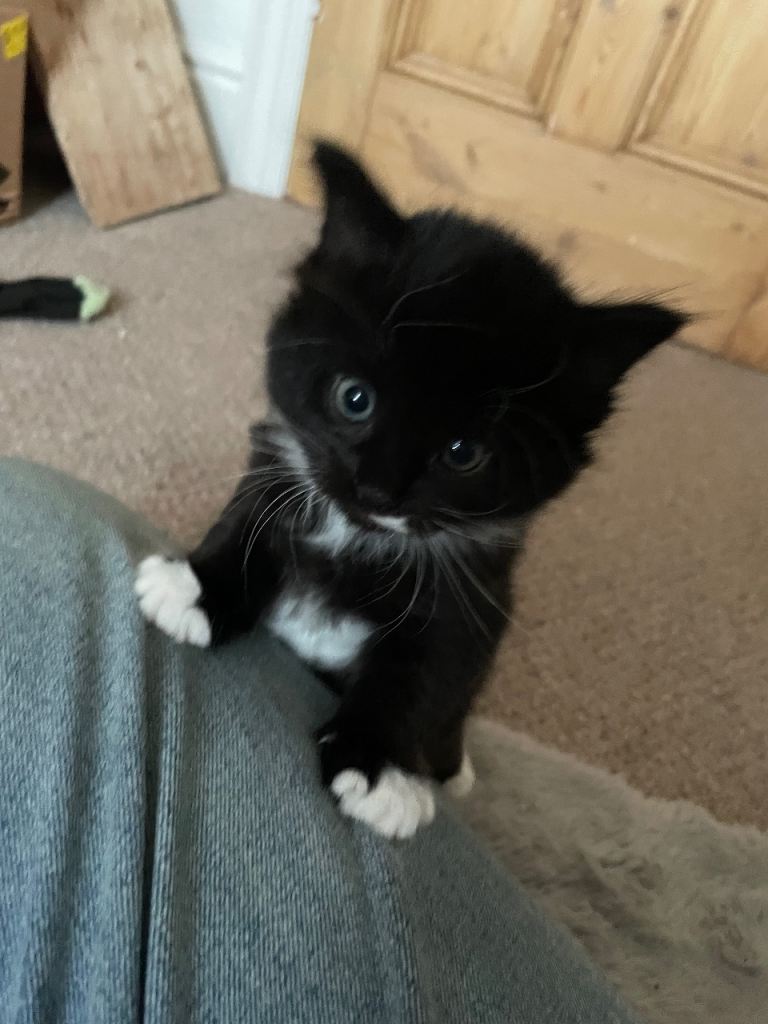 2 Tuxedo kittens- to go to a good home