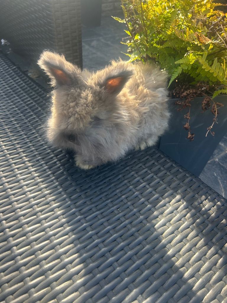 Angora bunnies  £140