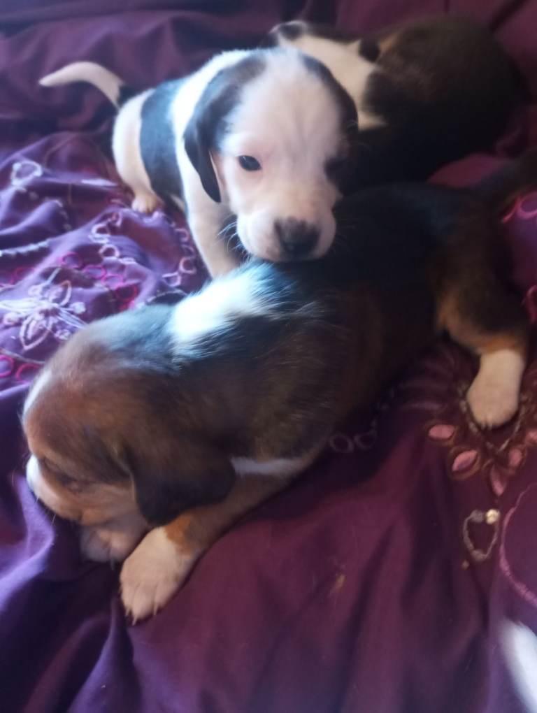 Beagle pups