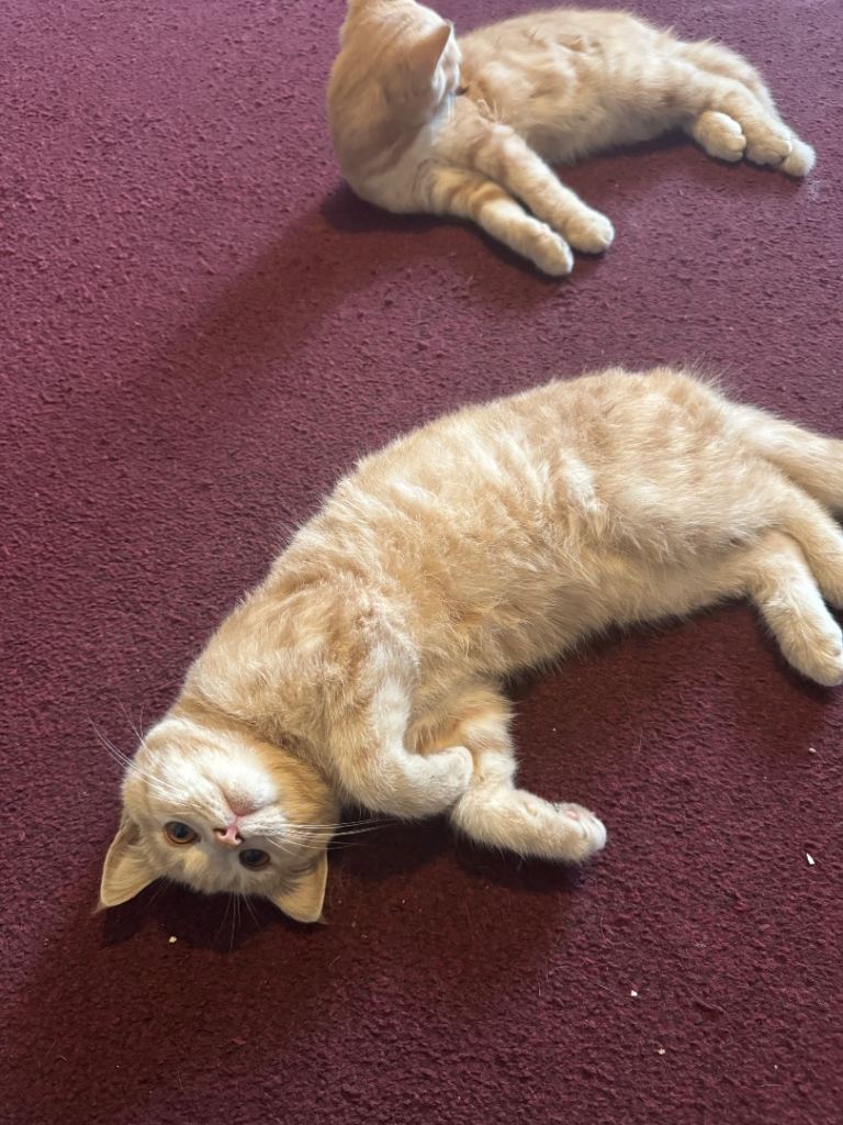 Playful British Shorthair and Persian kittens 2 girls 1 boy 