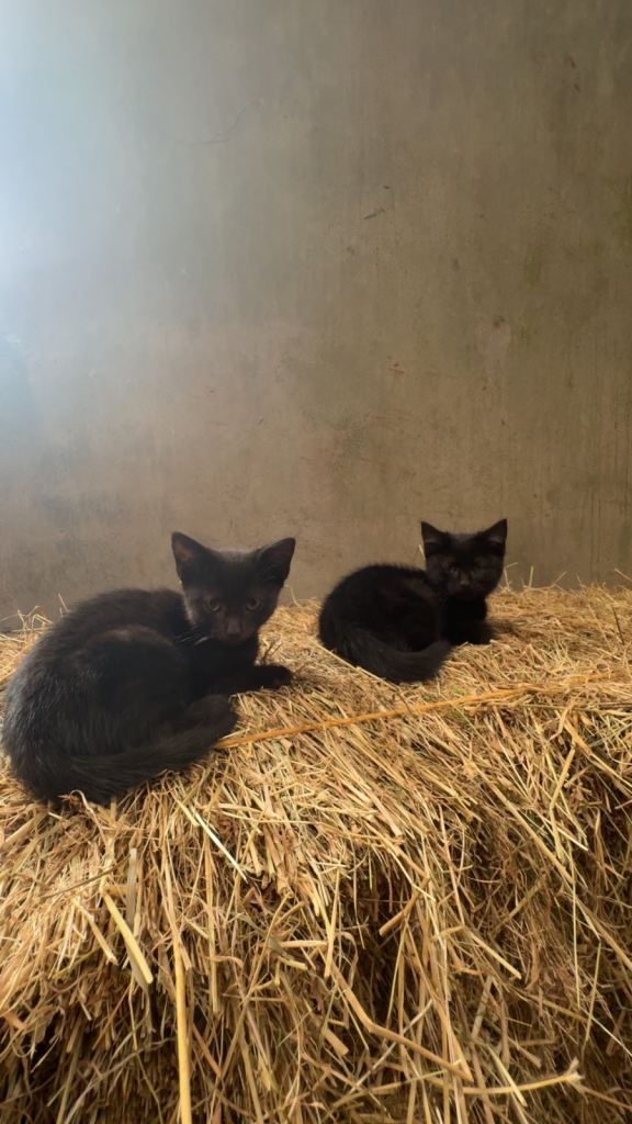 Kittens for sale 
