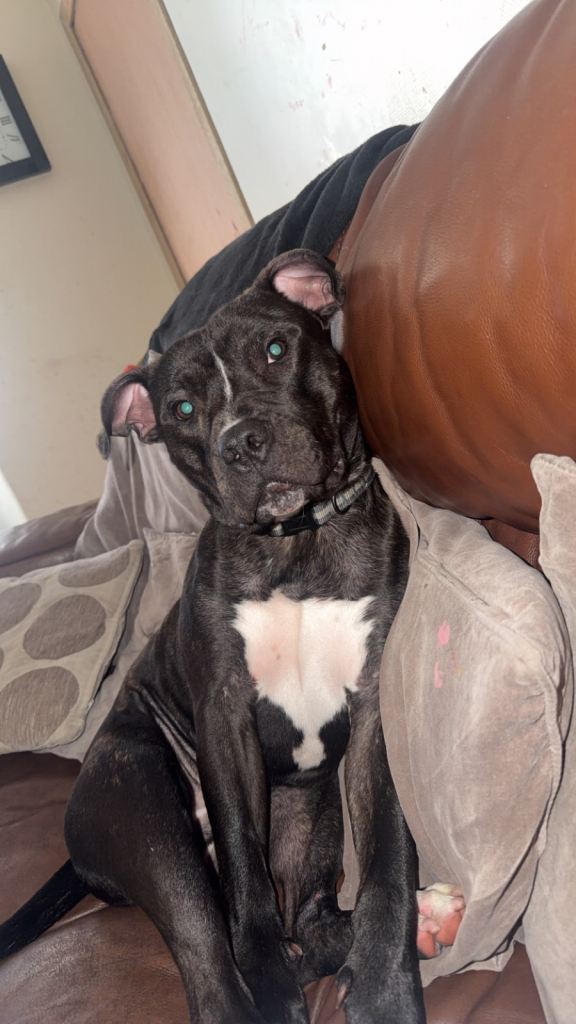 Male staffy 