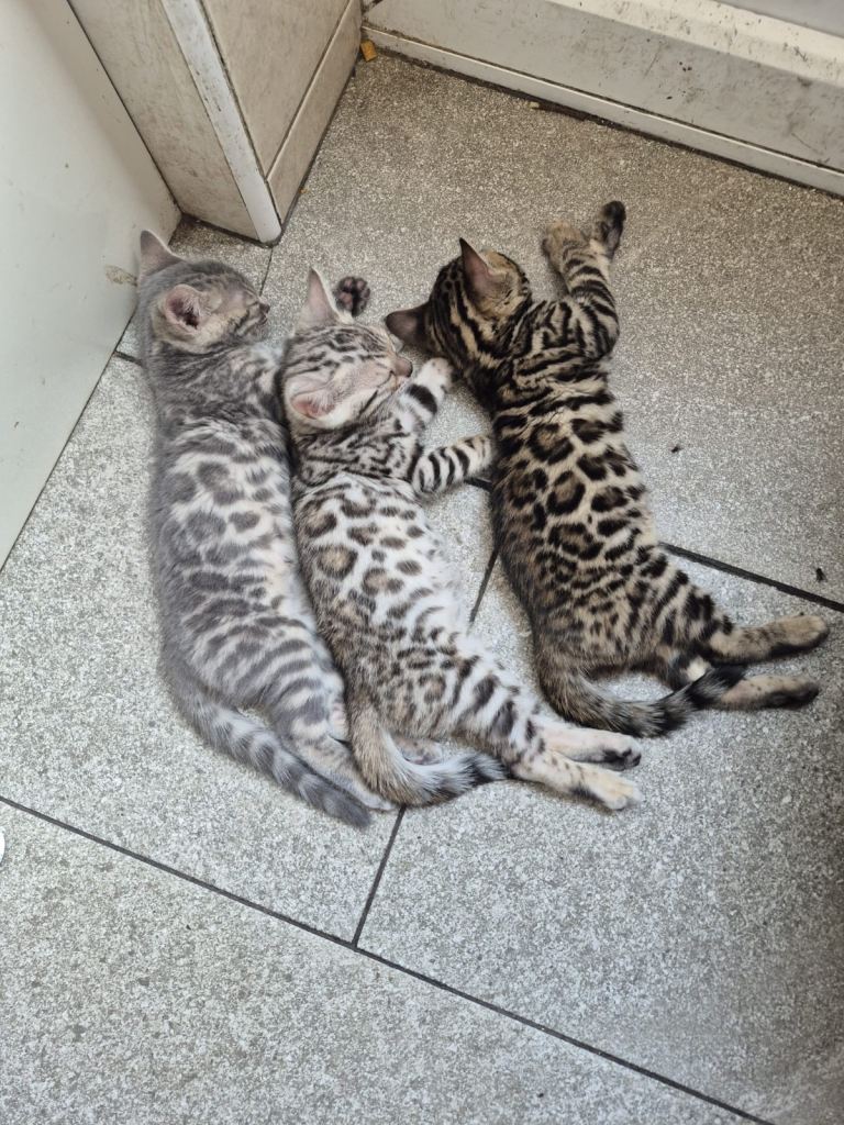 Bengal kittens