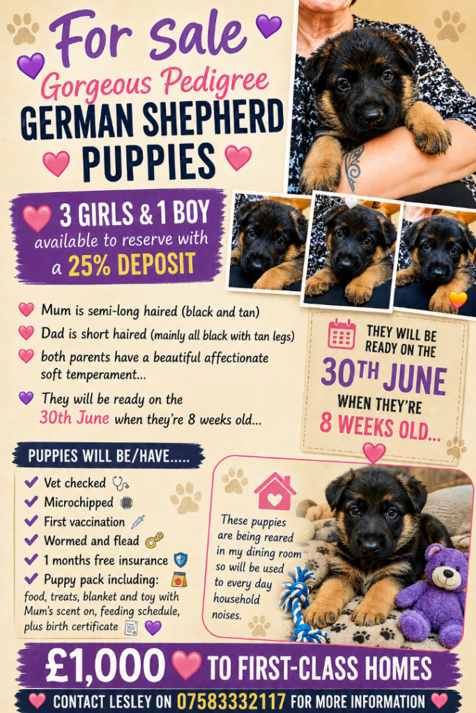 Gorgeous showline German Shepherd puppies