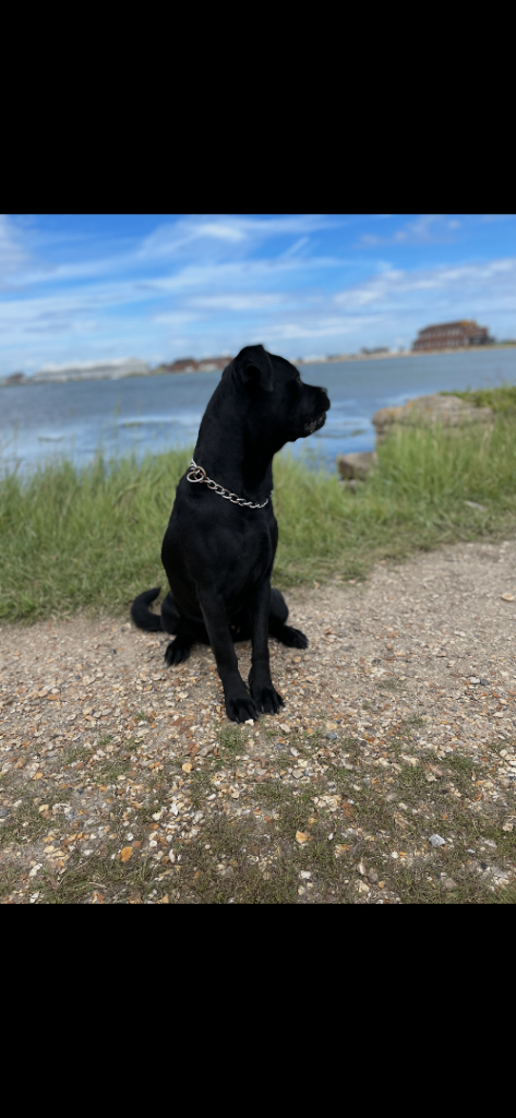 Female Cane Corso Puppy 