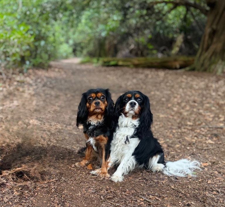 Stunning DNA HEALTH TESTED cavalier King Charles spaniel puppy