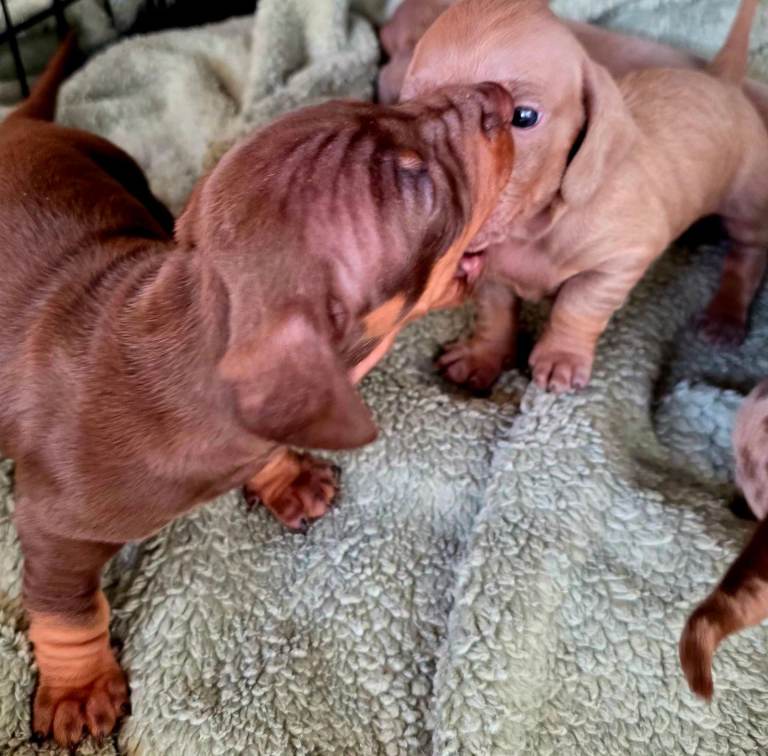 Miniature dachshund puppies 