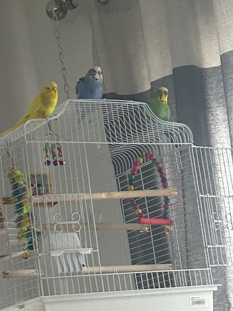 Budgies