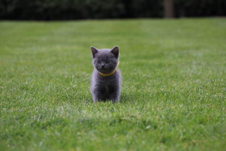 🐾 Beautiful Female British Shorthair Kitten Looking for a Loving Home 🐾