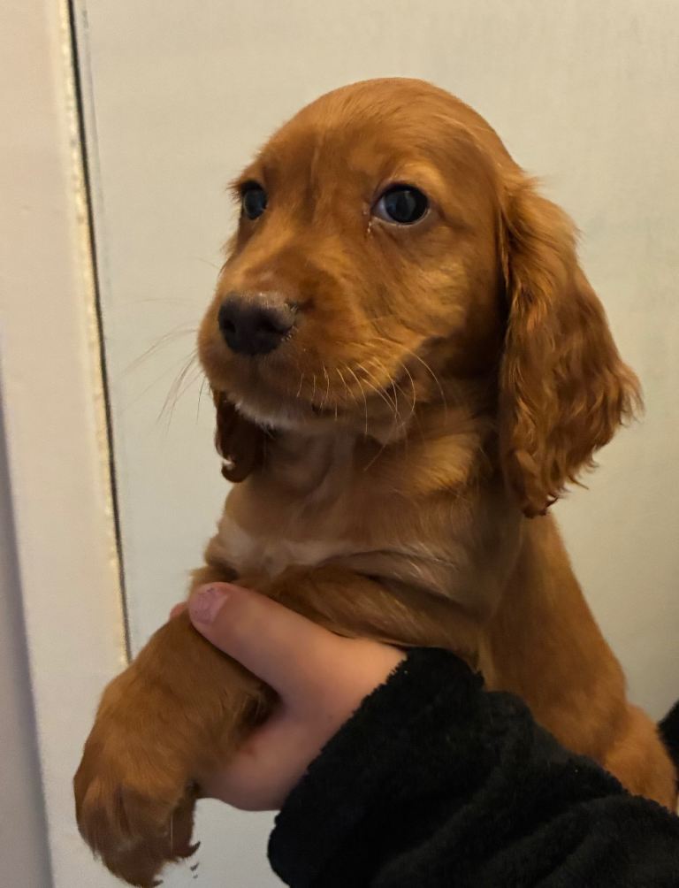 2 red boys left  ready now , beautiful cocker spaniels 