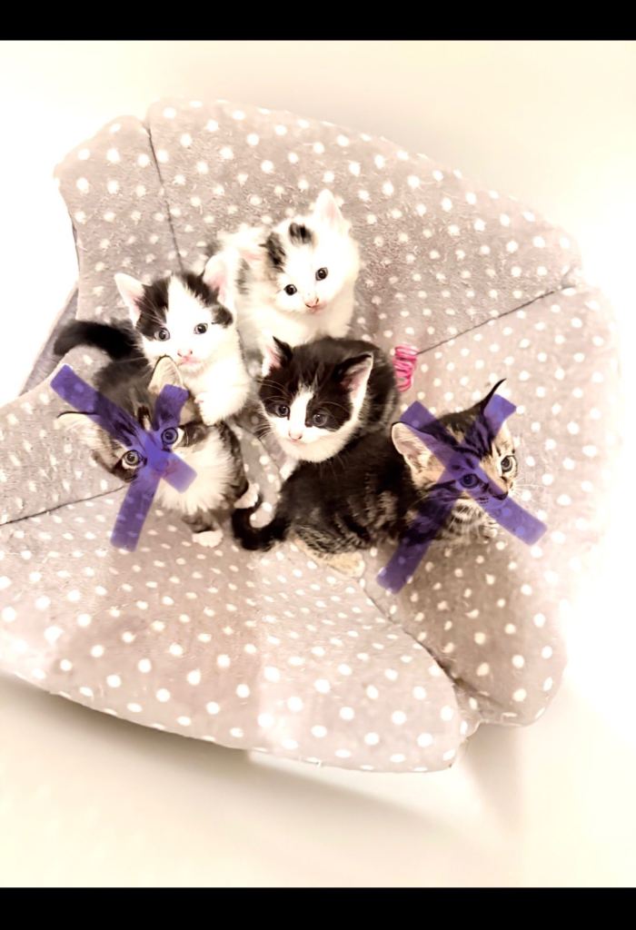 3 kittens for sale