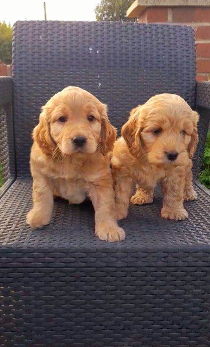 Beautiful F1 Minature Cockapoo Puppies