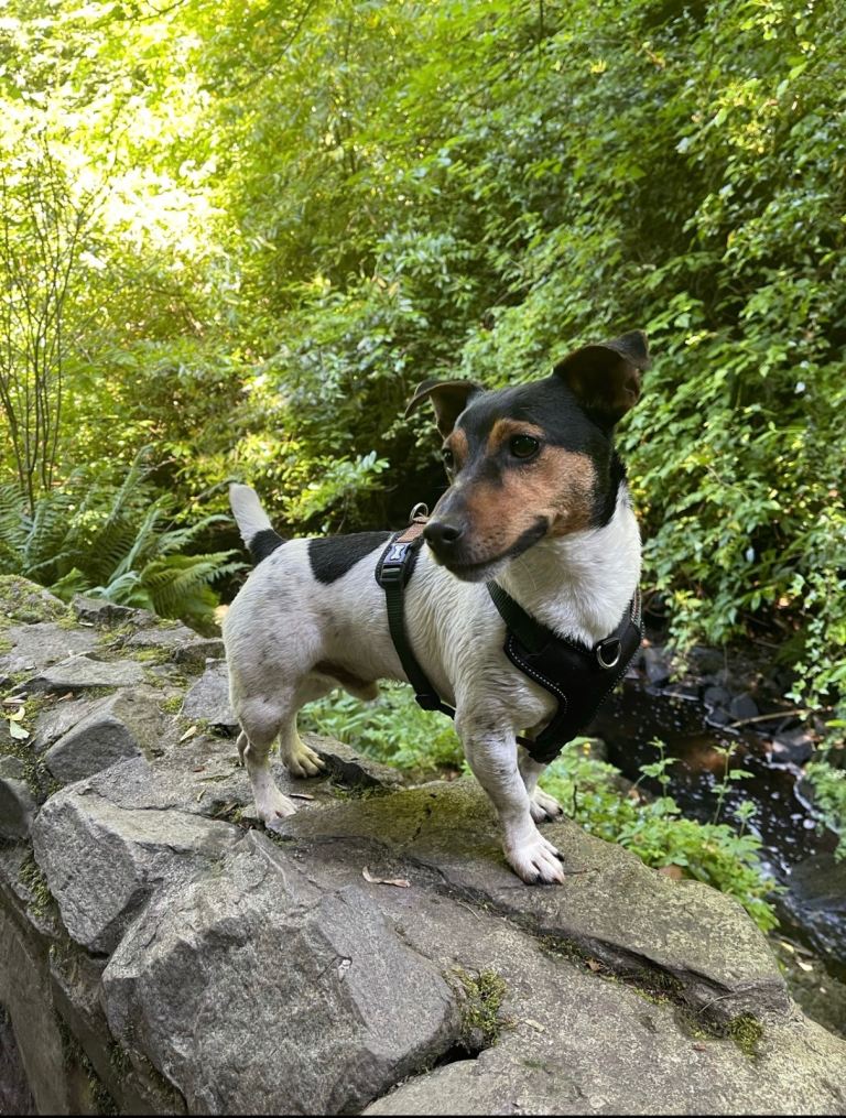 Male Jack Russell