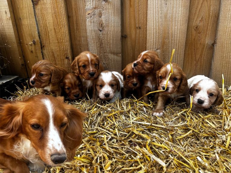 Cockalier puppies 