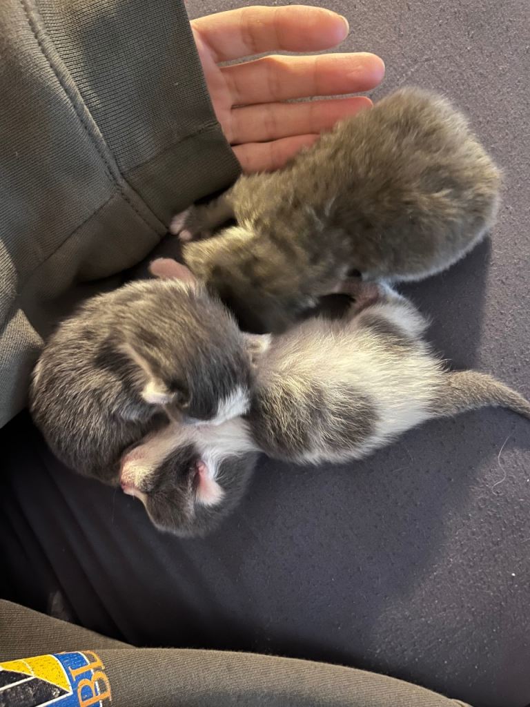 ✨🐾 Fluffy Bundles of Joy – Adorable Kittens Available 🐾✨