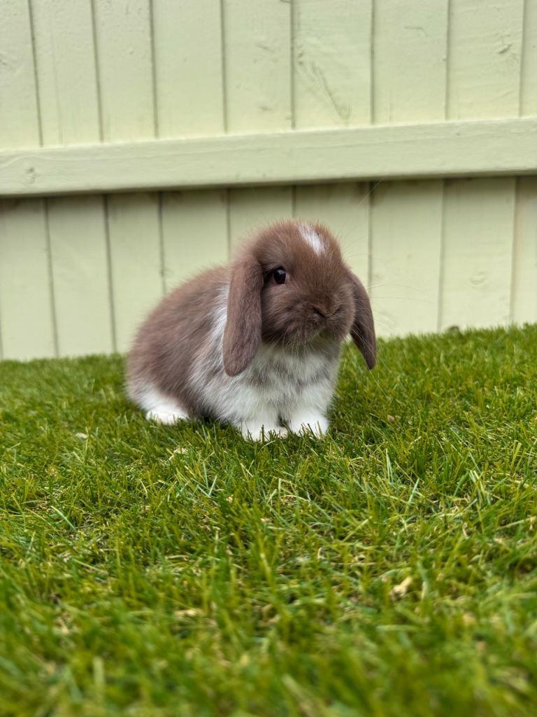 Mini lops 