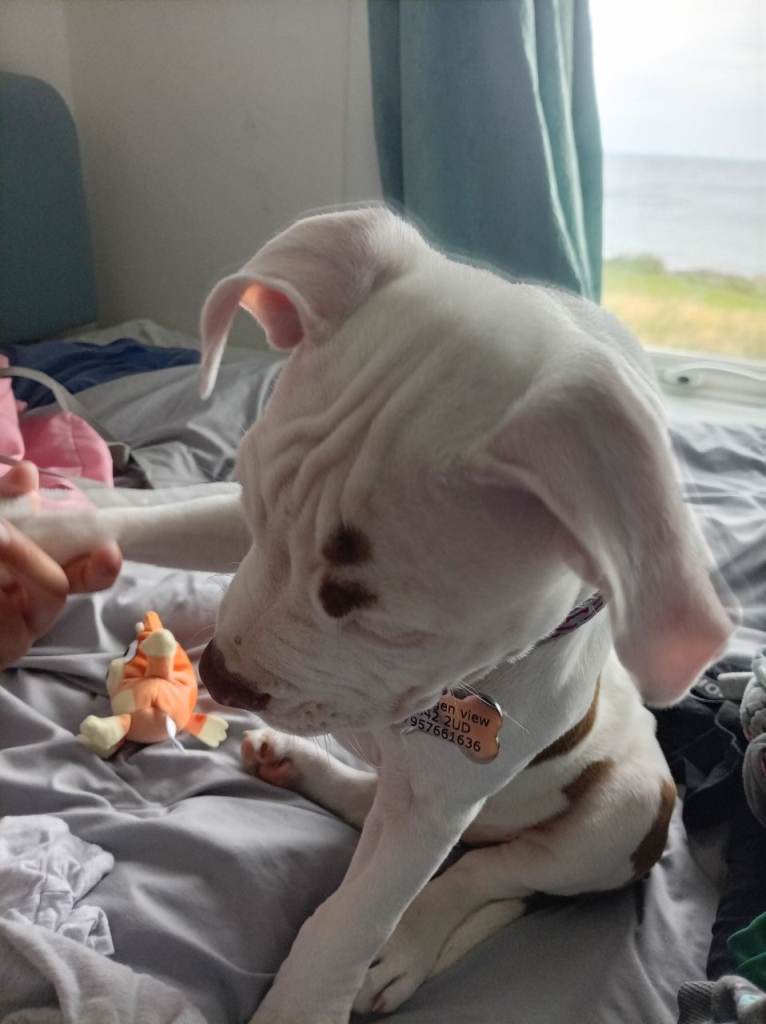 Staffy cross 