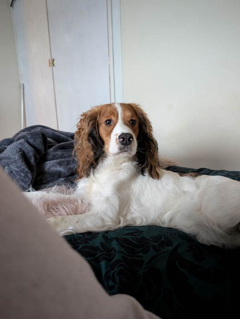 2 year old cocker spaniel PLEASE READ DESCRIPTION