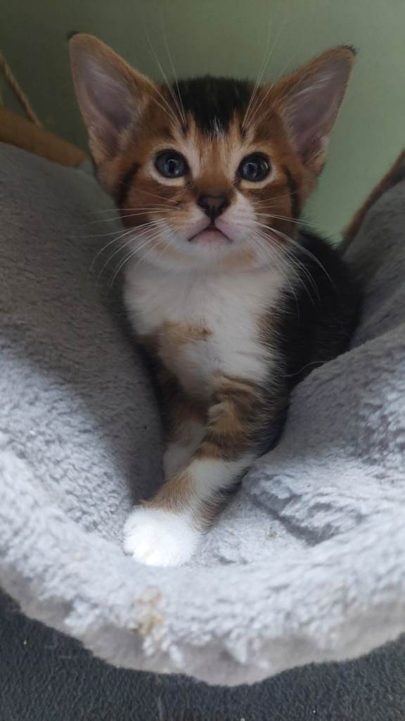 Beautiful mixed breed kittens 