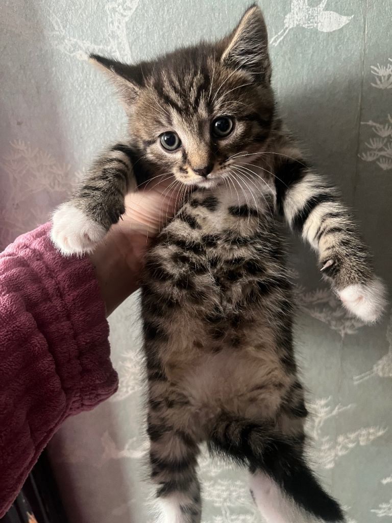 Last tabby female kitten 