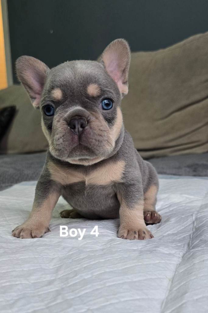 French bulldog 