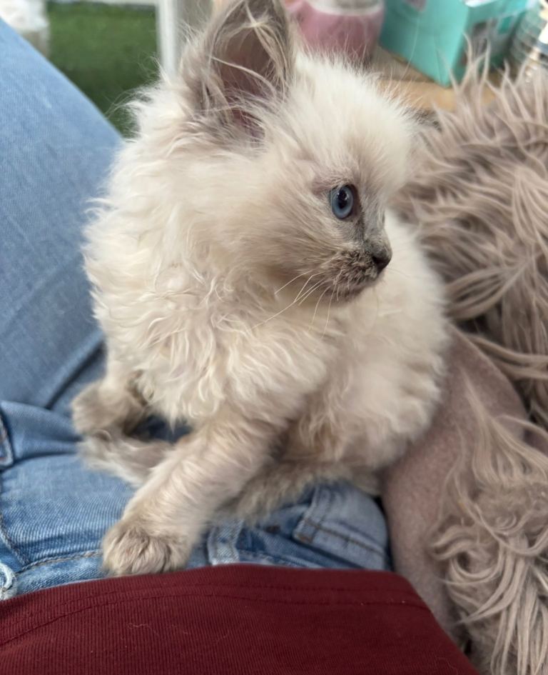 Stunning Ragdoll X Maine Coon