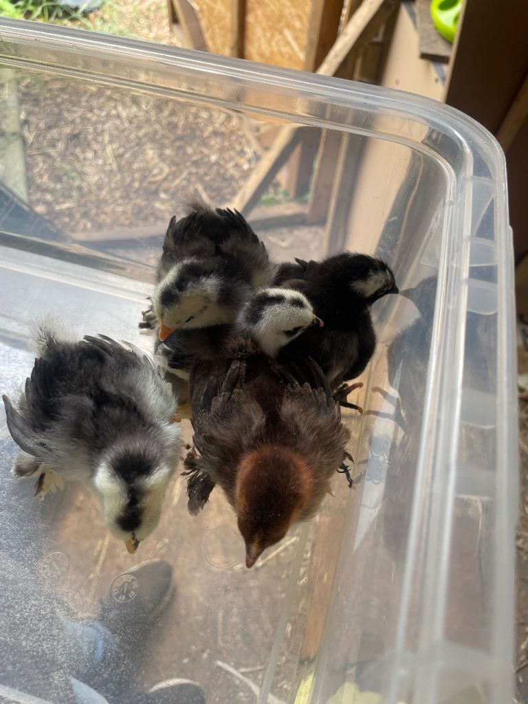 Pekins chicks 