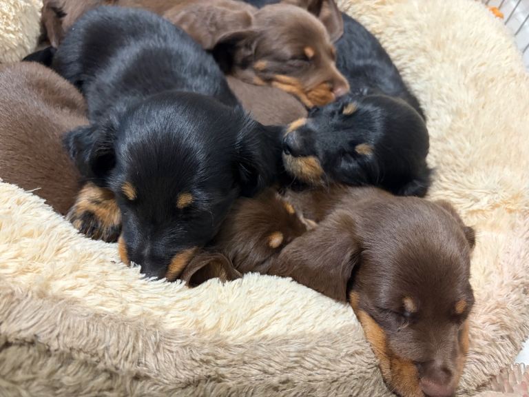 Miniature dachshunds long haired 