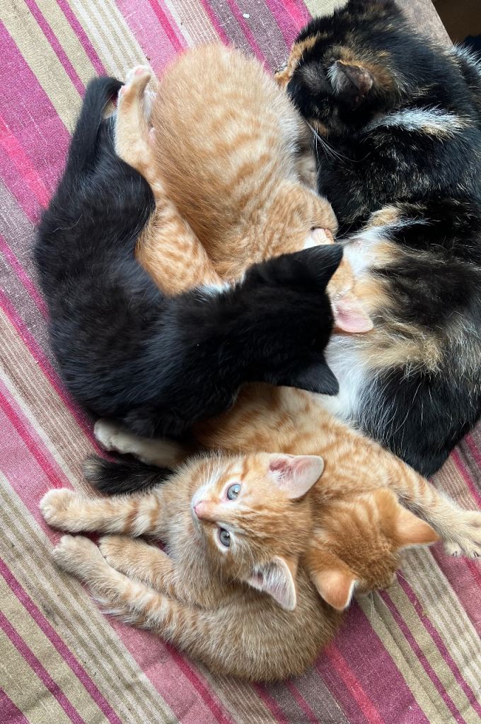 Beautiful kittens 3 x ginger males 1 x black and white female