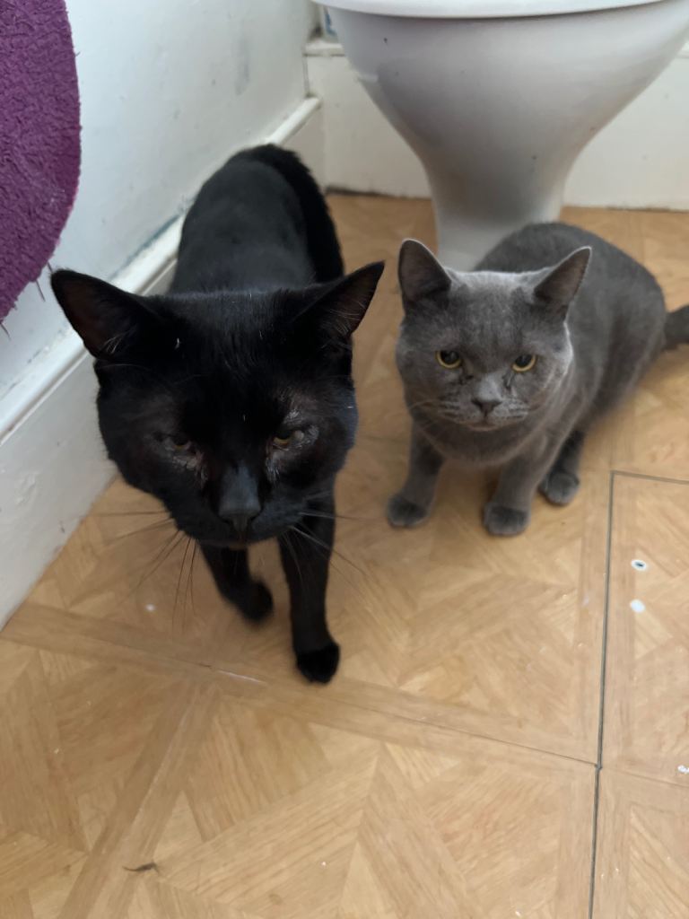 Two Adult Cats urgently need rehoming