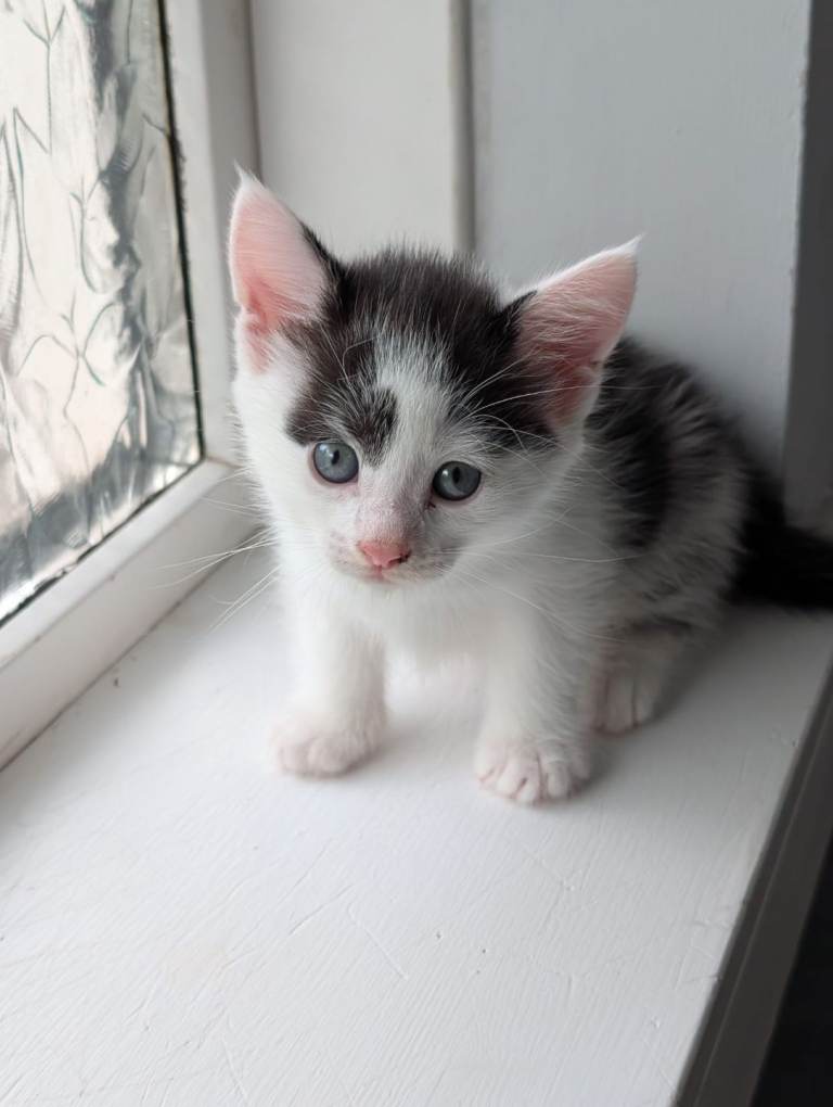Kittens for sale