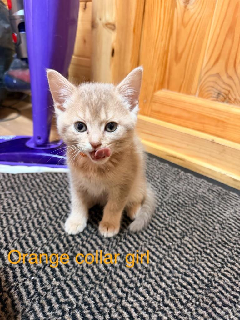 Cute Abyssian and BSH cross kittens