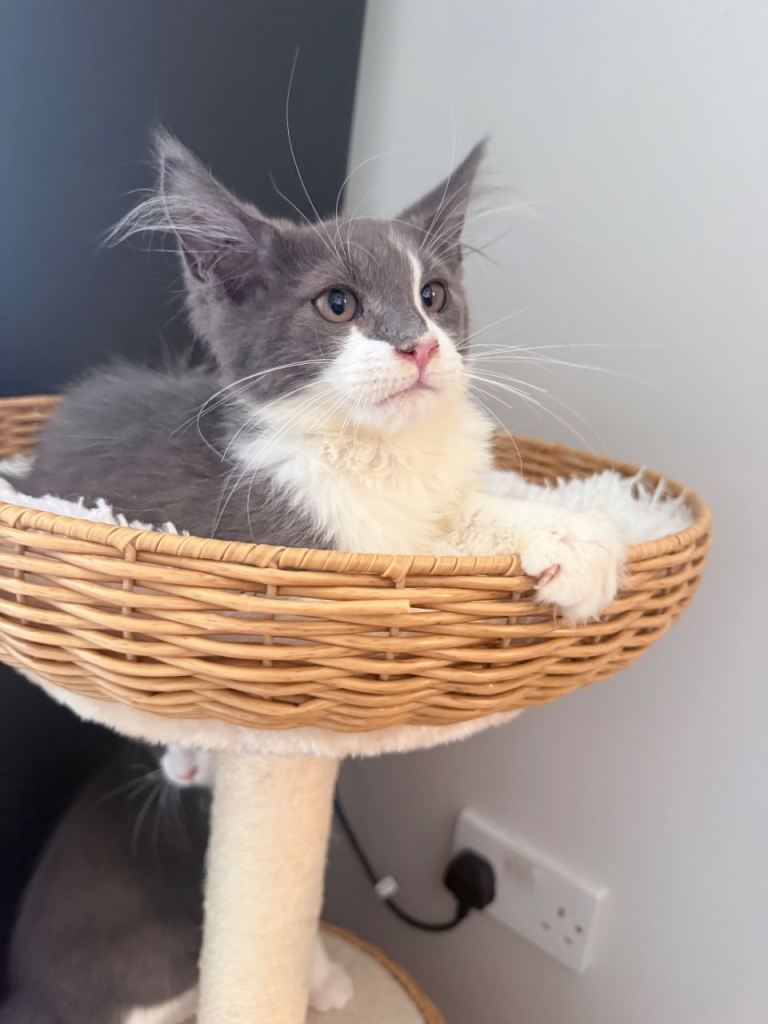 Maine coon