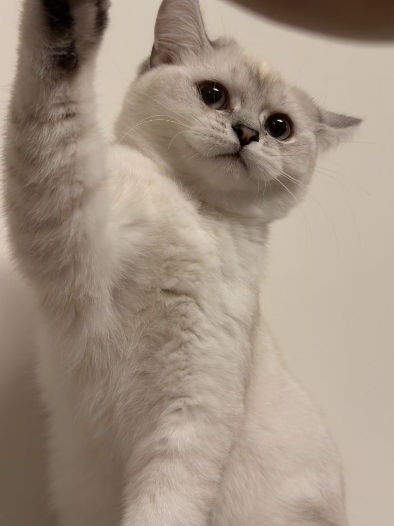 Beautiful cat British shorthair 🤎🤍🧸