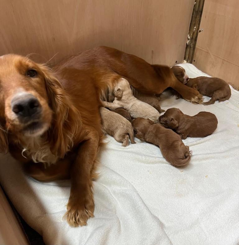 *Health tested F1 Cockapoo Puppies*
