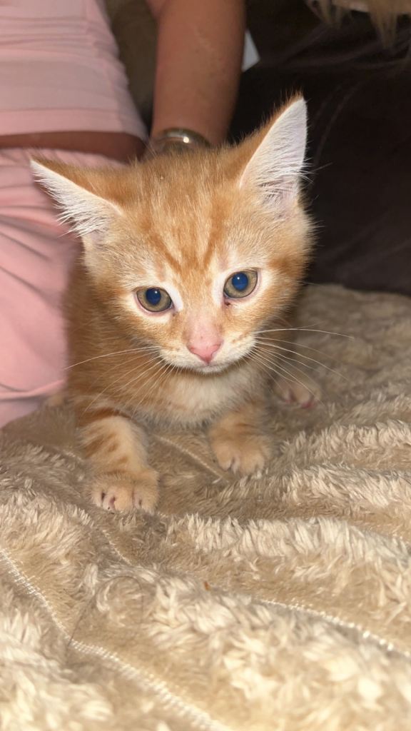 2 male ginger kittens 
