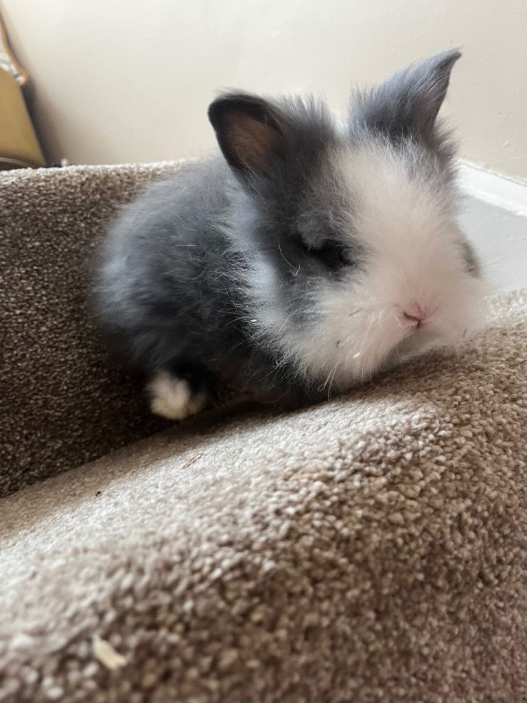 Ready now!!! Gorgeous double maned Lionhead rabbits 