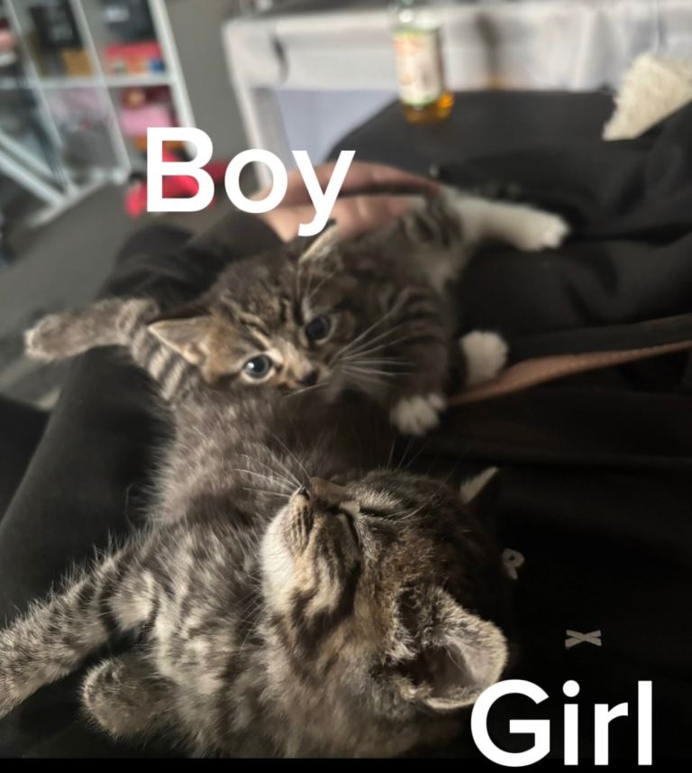 Two beautiful kittens for sale
