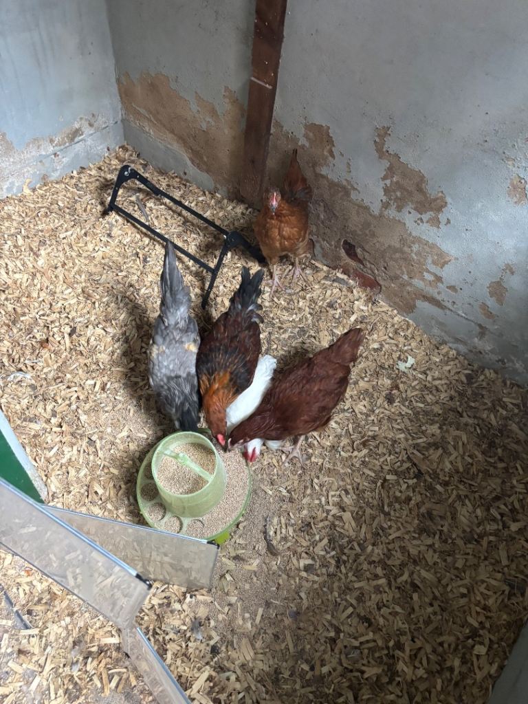 5 chicks for sale