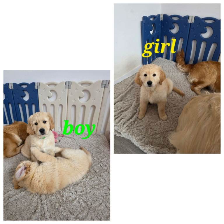  Golden Retriever puppy ready go home 
