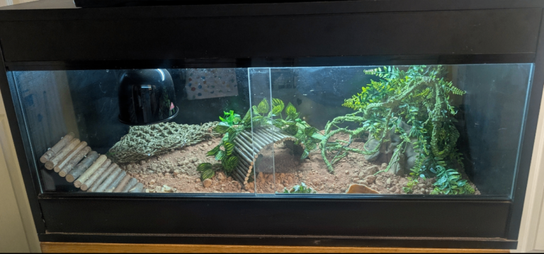 3ft black Vivarium. Full set up.