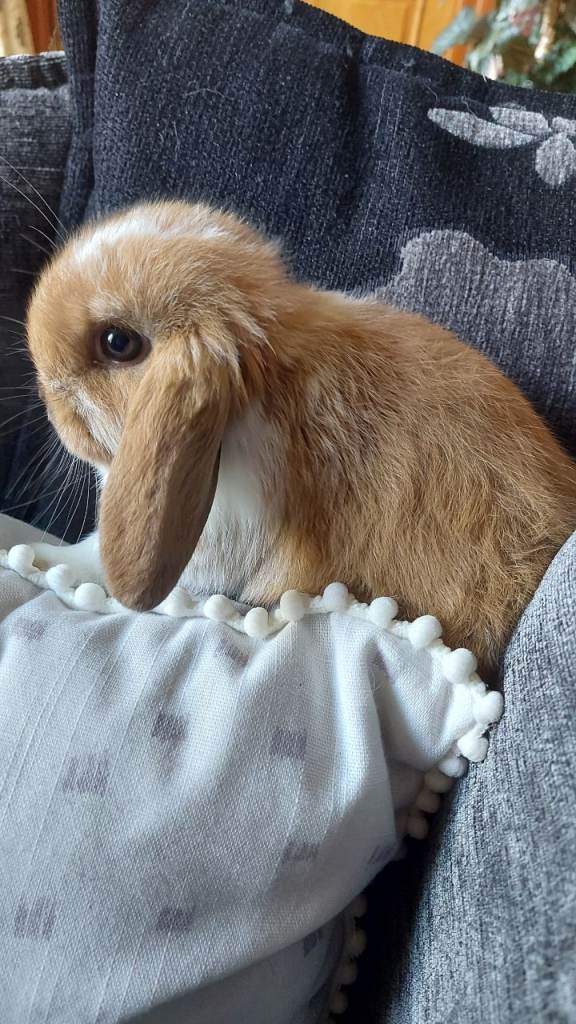 Baby Mini Lop Rabbits
