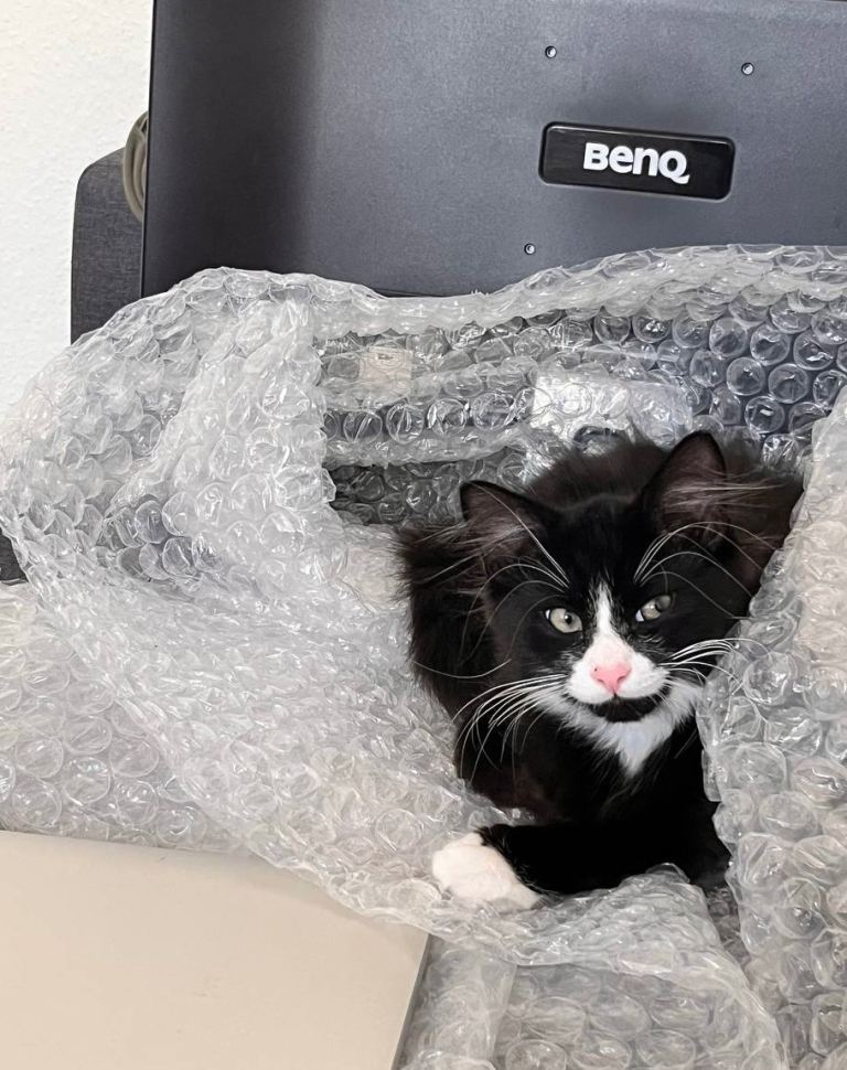Young female kitten looking for a new home