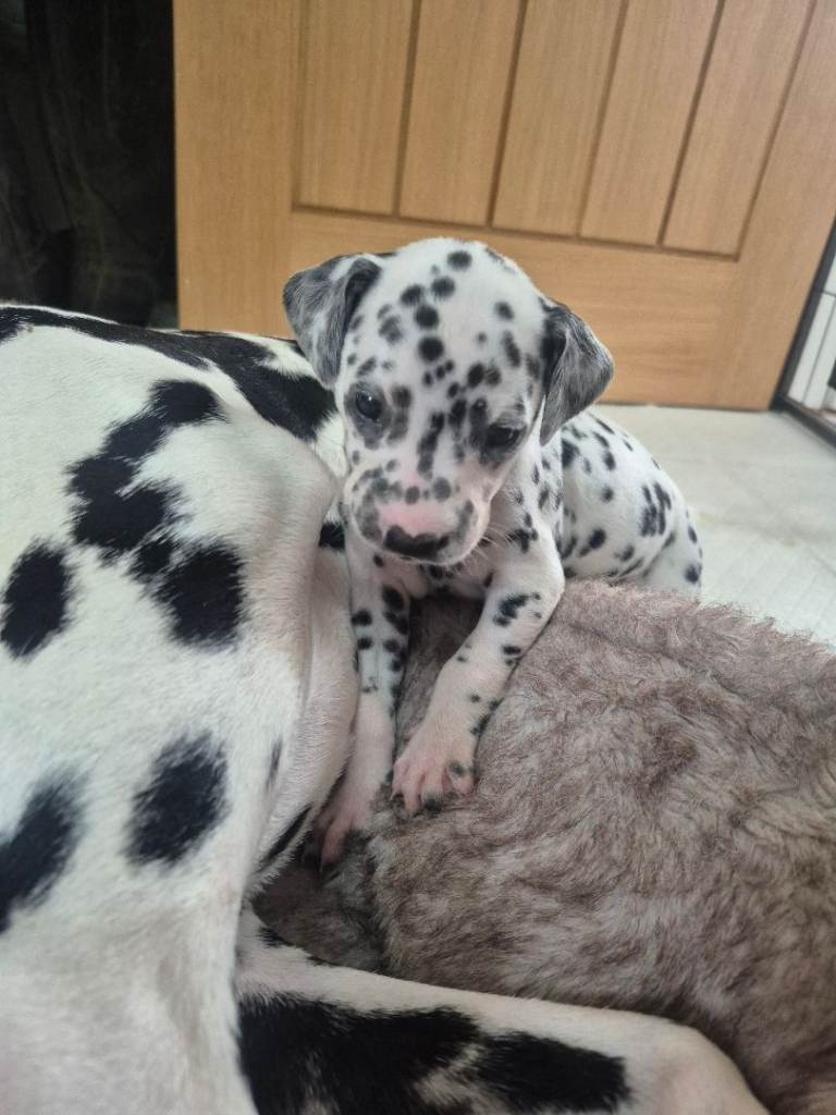 Dalmatian puppies 