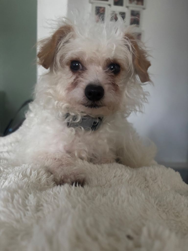 Gorgeous little dog 