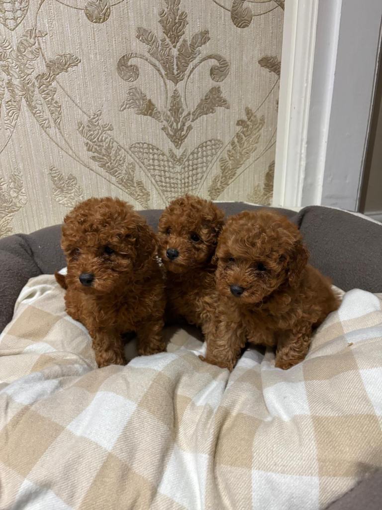 Toy poodle puppies 